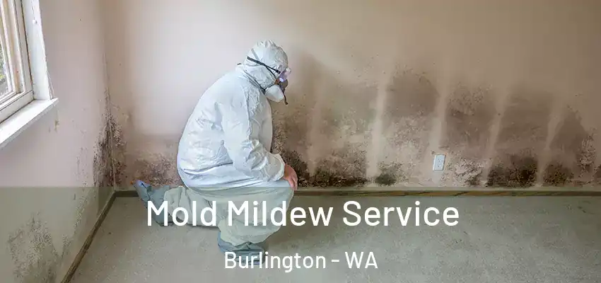  Mold Mildew Service Burlington - WA