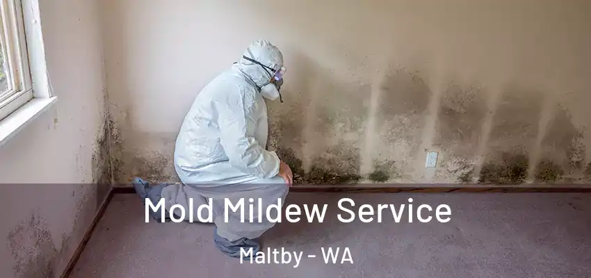  Mold Mildew Service Maltby - WA