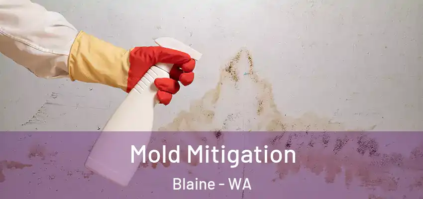  Mold Mitigation Blaine - WA