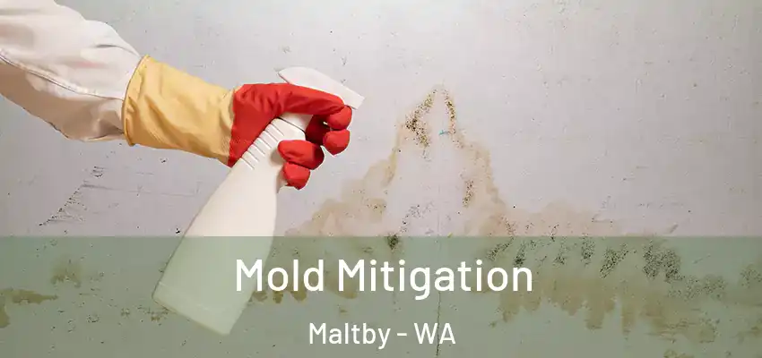  Mold Mitigation Maltby - WA