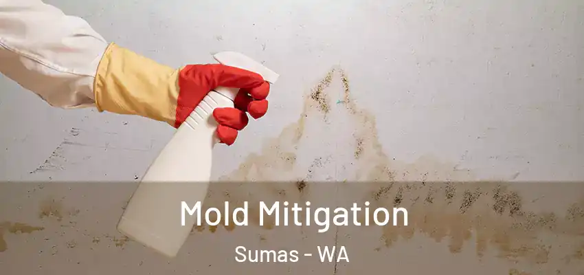  Mold Mitigation Sumas - WA