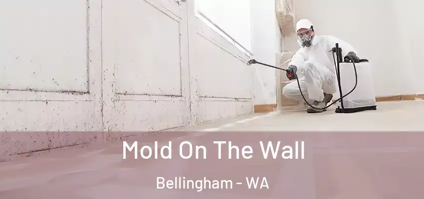  Mold On The Wall Bellingham - WA