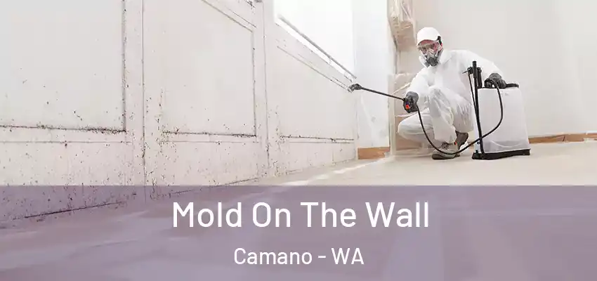  Mold On The Wall Camano - WA