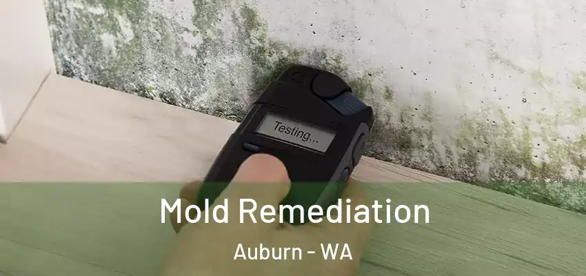  Mold Remediation Auburn - WA