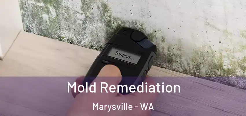  Mold Remediation Marysville - WA