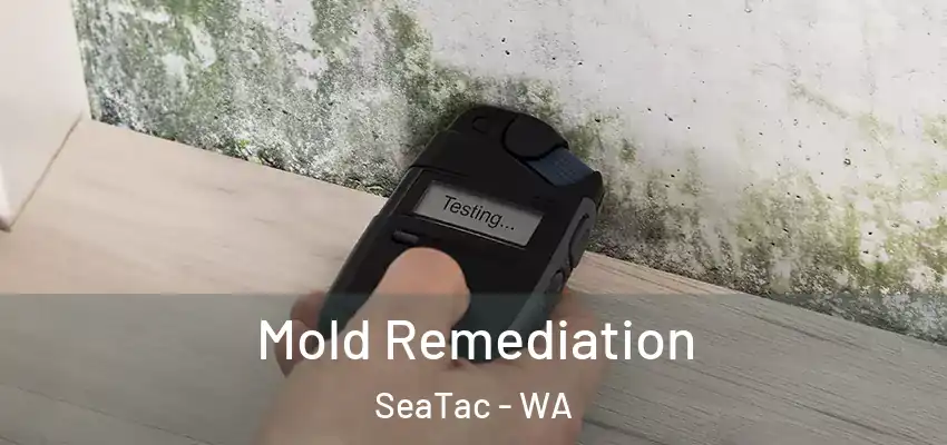  Mold Remediation SeaTac - WA