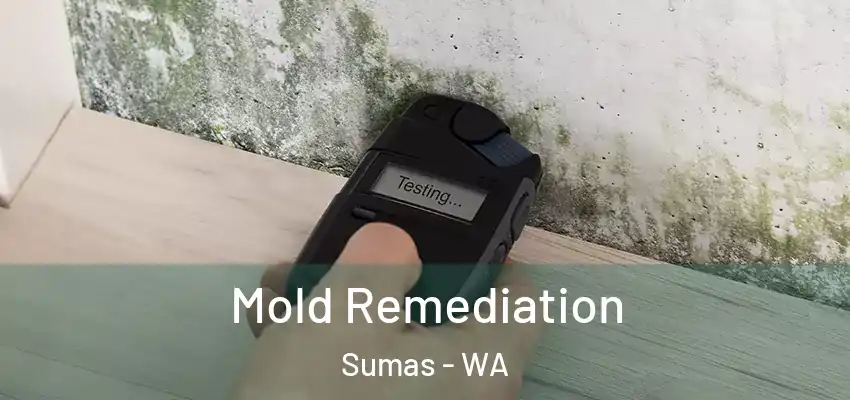  Mold Remediation Sumas - WA