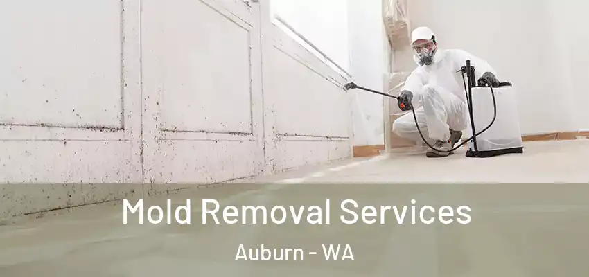  Mold Removal Services Auburn - WA