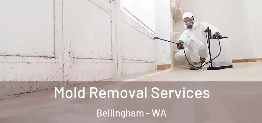  Mold Removal Services Bellingham - WA