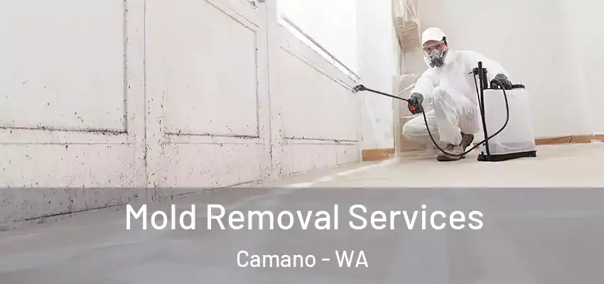  Mold Removal Services Camano - WA