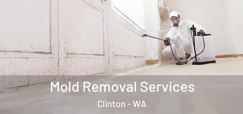  Mold Removal Services Clinton - WA