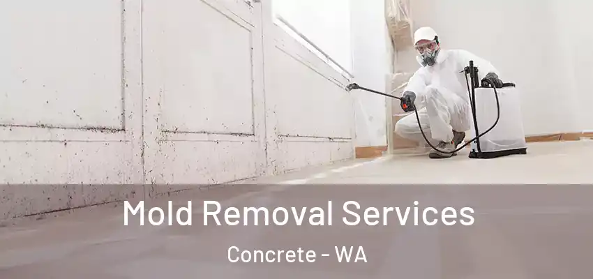  Mold Removal Services Concrete - WA