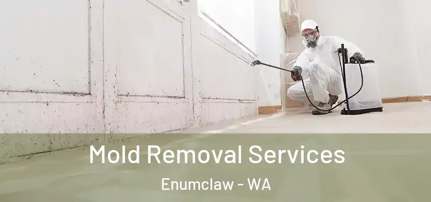  Mold Removal Services Enumclaw - WA