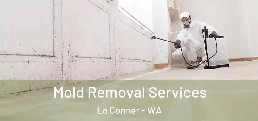  Mold Removal Services La Conner - WA