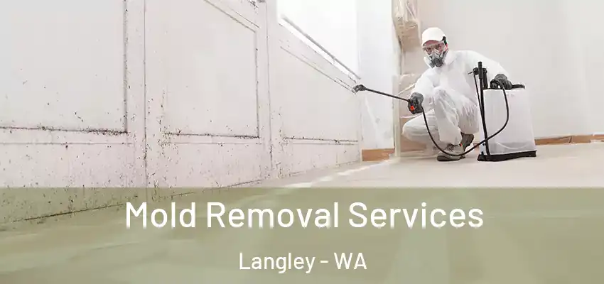Mold Removal Services Langley - WA