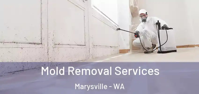 Mold Removal Services Marysville - WA