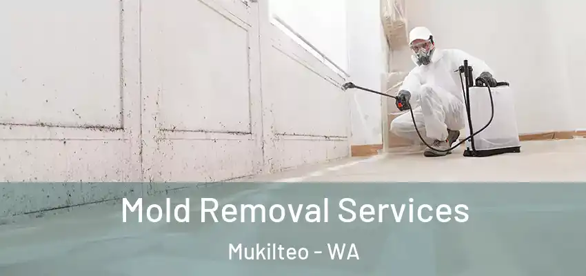  Mold Removal Services Mukilteo - WA