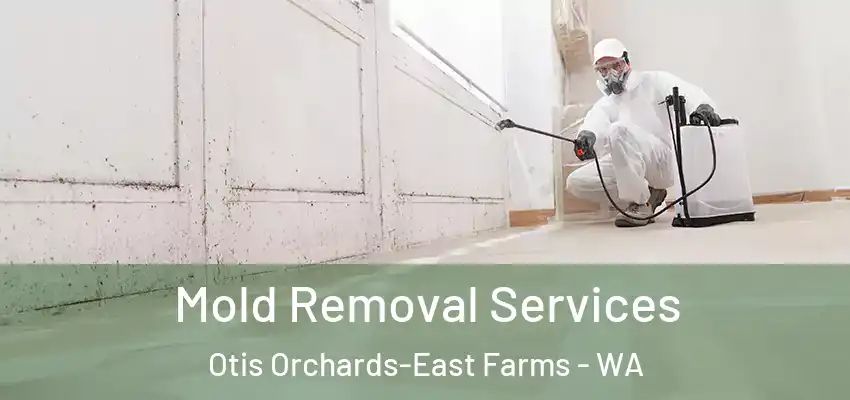  Mold Removal Services Otis Orchards-East Farms - WA