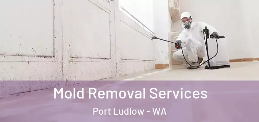  Mold Removal Services Port Ludlow - WA