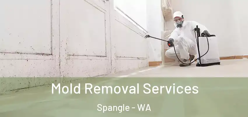 Mold Removal Services Spangle - WA