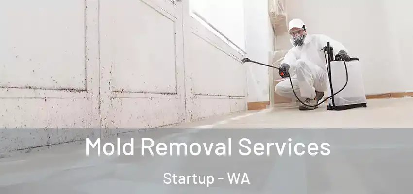  Mold Removal Services Startup - WA