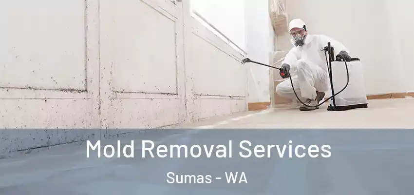 Mold Removal Services Sumas - WA