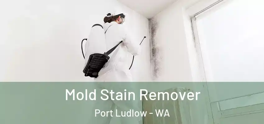  Mold Stain Remover Port Ludlow - WA