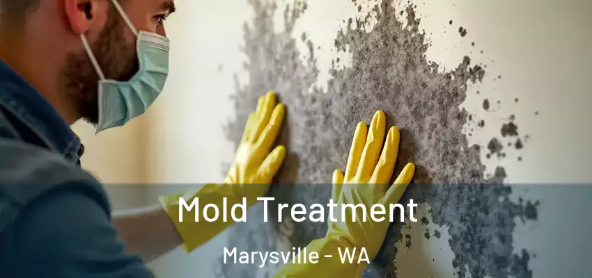  Mold Treatment Marysville - WA